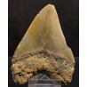 Otodus megalodon