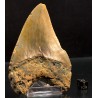 Otodus megalodon