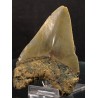 Otodus megalodon