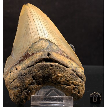 Otodus megalodon