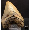 Otodus megalodon