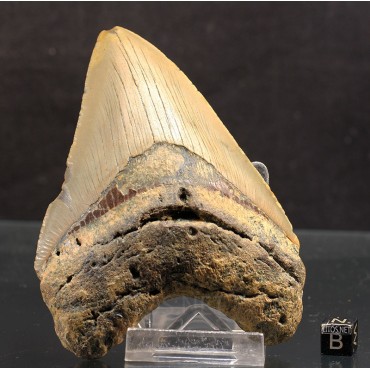 Otodus megalodon
