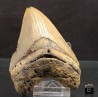 Otodus megalodon