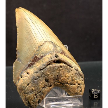 Otodus megalodon