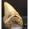 Otodus megalodon
