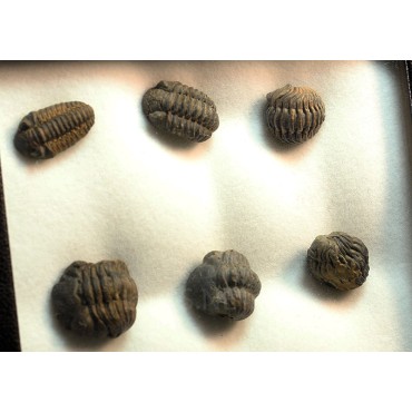 Trilobites