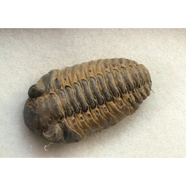 Trilobites