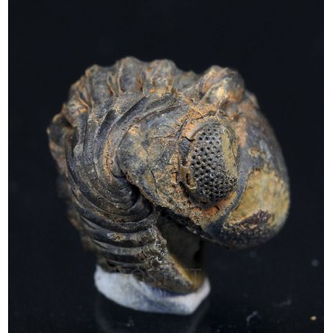 Trilobite phacops