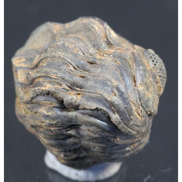 Trilobite phacops