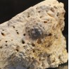 Erizo fosil hemicidaris
