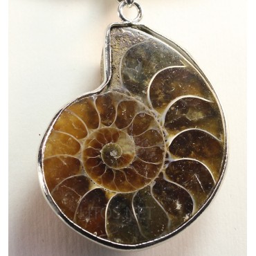Colgante de Ammonite...