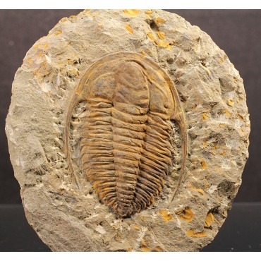 Trilobites Hamatolenus vincenti