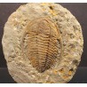 Trilobites Hamatolenus vincenti