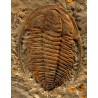 Trilobites Hamatolenus vincenti