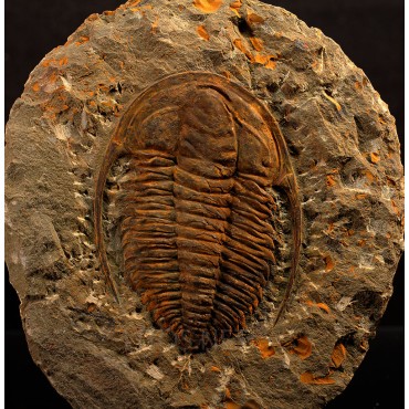 Trilobites Hamatolenus vincenti