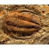 Trilobites Hamatolenus vincenti