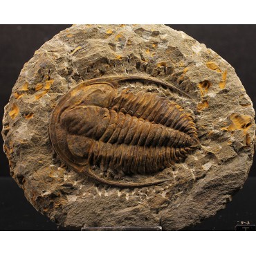 Trilobites Hamatolenus vincenti