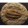 Trilobites Hamatolenus vincenti