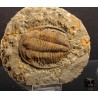 Trilobites Hamatolenus vincenti