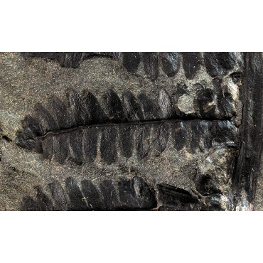 Pecopteris y calamites