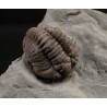 Trilobites flexicalimene