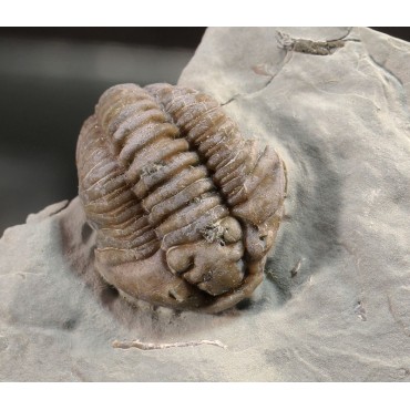 Trilobites flexicalimene