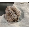 Trilobites flexicalimene