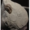 Trilobites flexicalimene