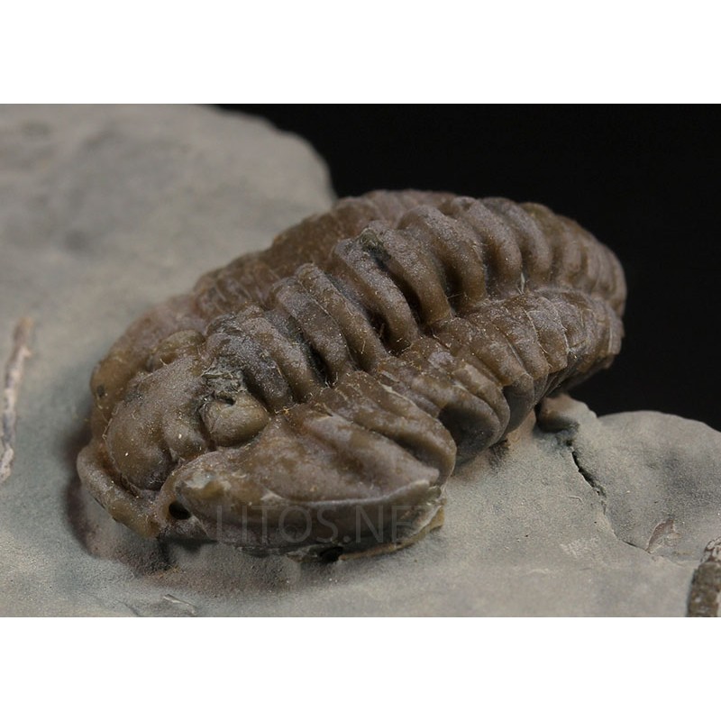 Trilobites flexicalimene