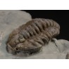 Trilobites flexicalimene