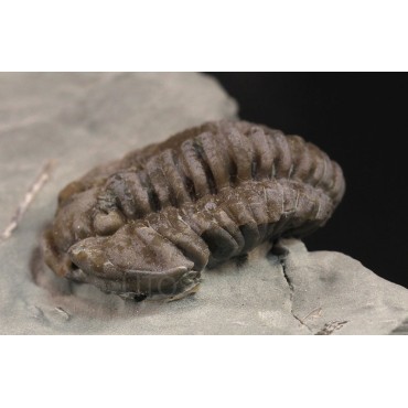 Trilobites flexicalimene