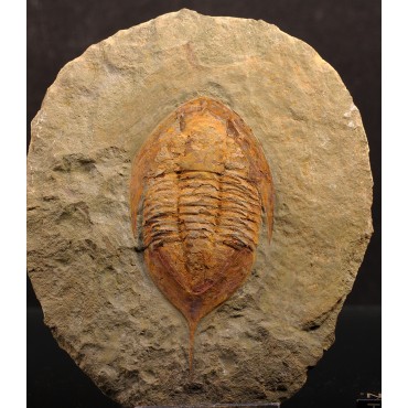 Trilobites Megitaspis hammondi