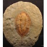 Trilobites Megitaspis hammondi