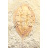 Trilobites Megitaspis hammondi