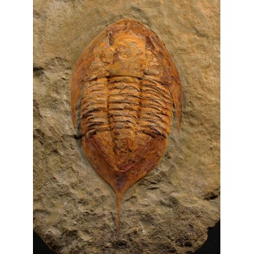 Trilobites Megitaspis hammondi