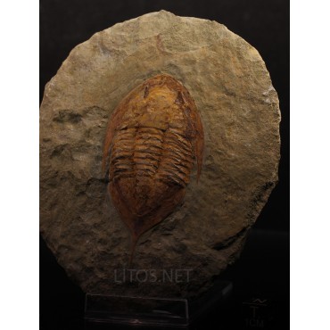 Trilobites Megitaspis hammondi