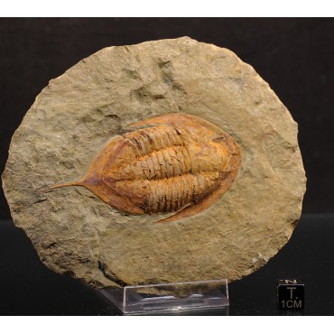 Trilobites Megitaspis hammondi