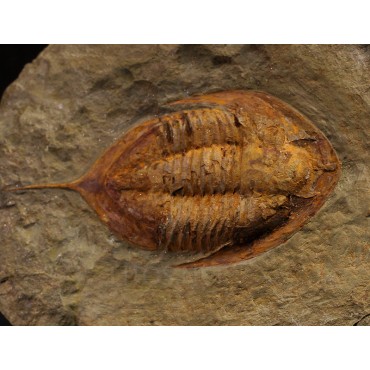 Trilobites Megitaspis hammondi