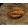 Trilobites Megitaspis hammondi