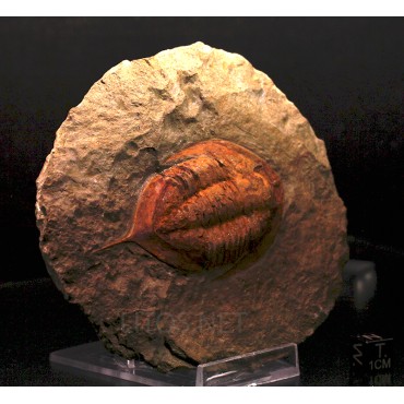 Trilobites Megitaspis hammondi