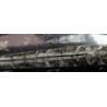 Orthoceras michelinoceras s.p. fosil