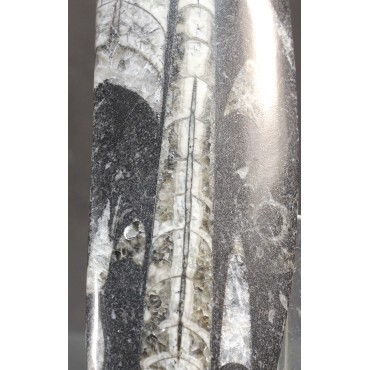 Orthoceras michelinoceras s.p. fosil