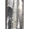 Orthoceras michelinoceras s.p. fosil
