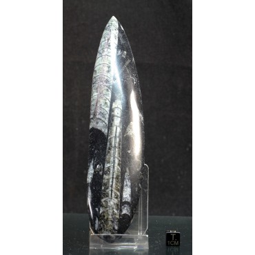 Orthoceras michelinoceras s.p. fosil