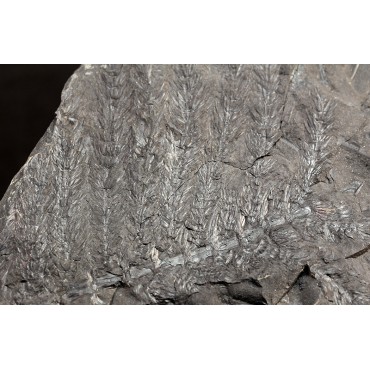 Asterophyllites equisetiforme