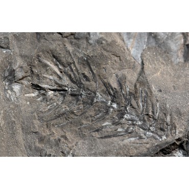 Asterophyllites equisetiforme