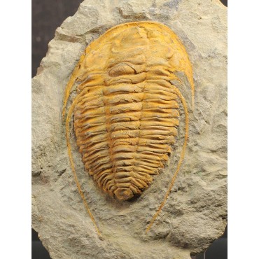 Trilobites Hamatolenus...