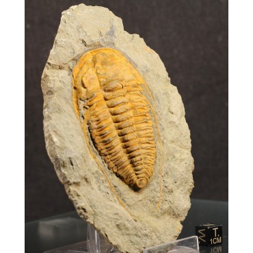 Trilobites Hamatolenus vincenti