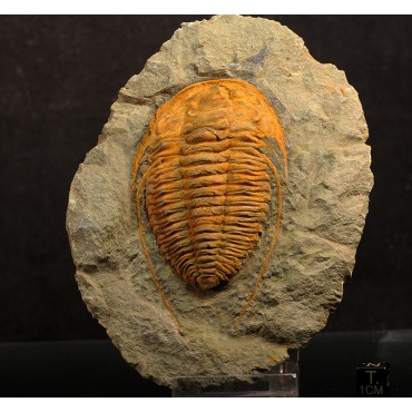 Trilobites Hamatolenus vincenti