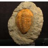 Trilobites Hamatolenus vincenti